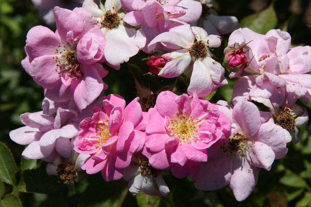 růže Nymphe Egeria