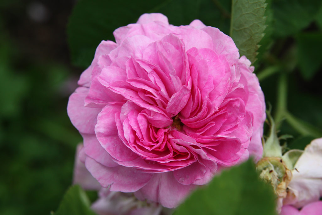 růže Oeillet Flamand