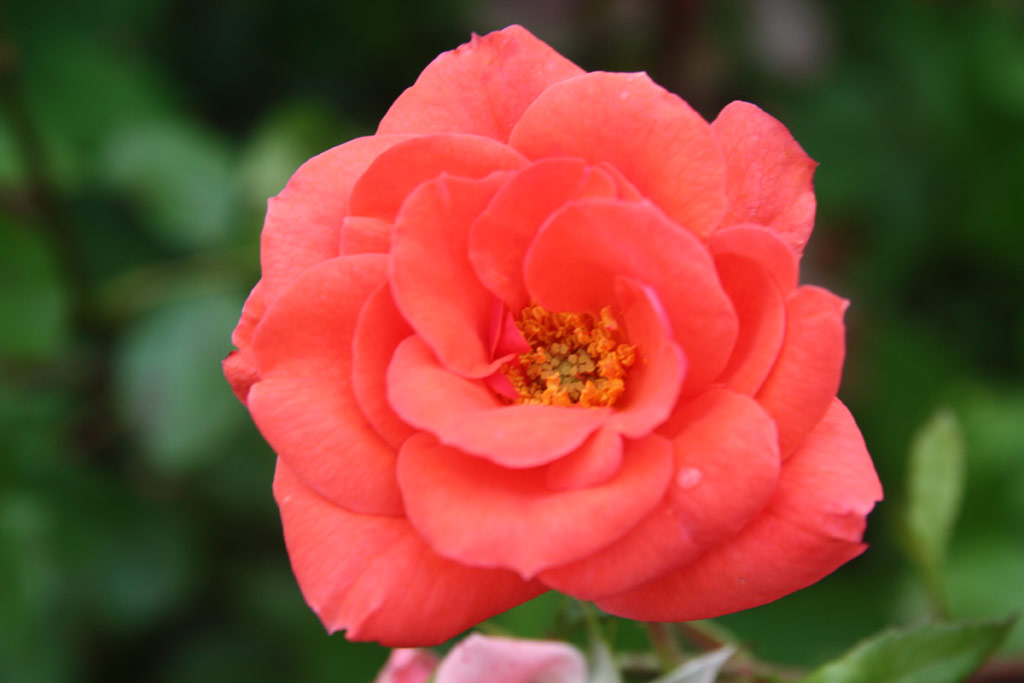 růže Oklyi Ivn Emlke