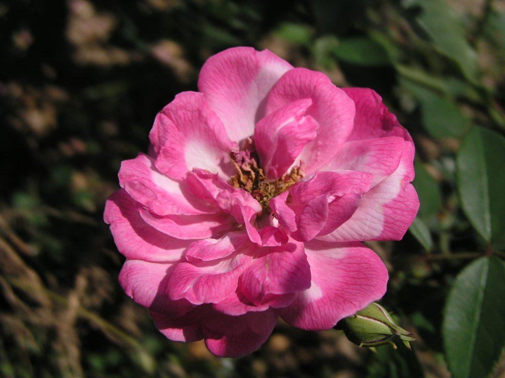 růže Old Blush China