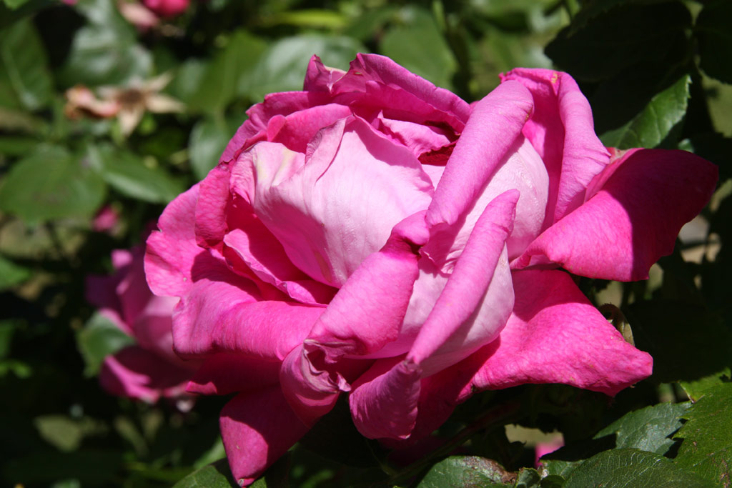 růže Old Blush China