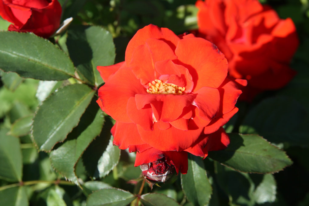 růže Olympisches Feuer