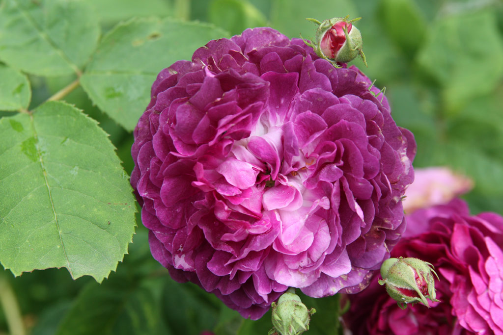 růže Ombre Parfaite