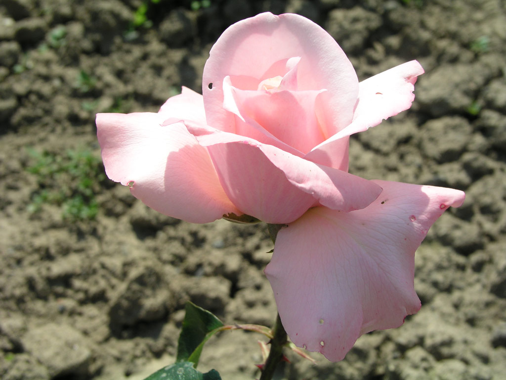 růže Operettenrose