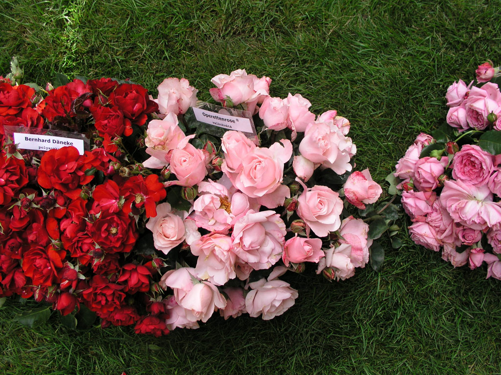 růže Operettenrose