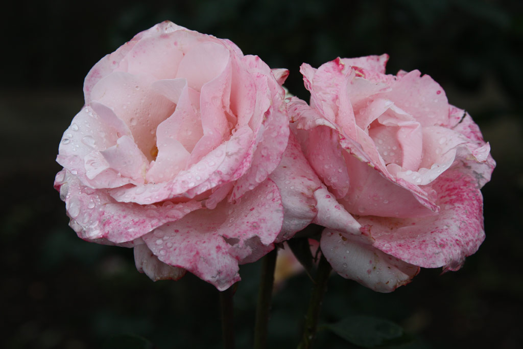 růže Operettenrose