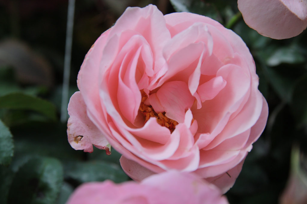 růže Operettenrose