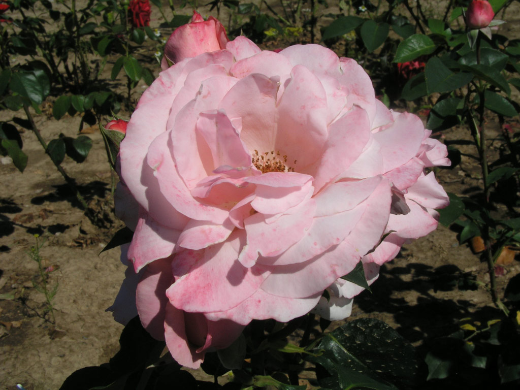 růže Operettenrose