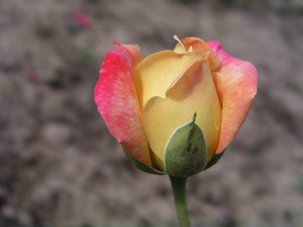 růže Ophelia (Chotobus)