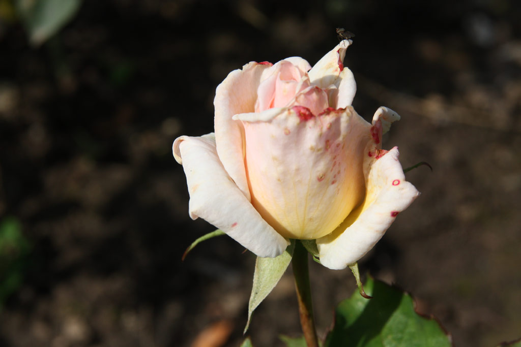 růže Ophelia (Chotobus)