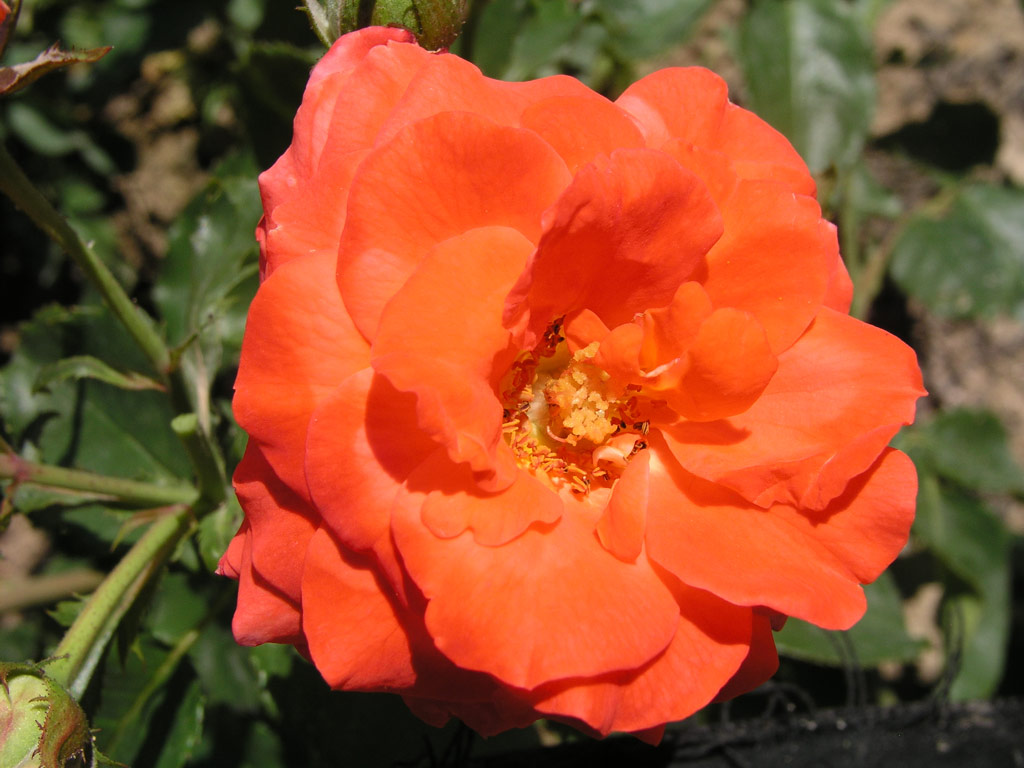 růže Orange Garnette