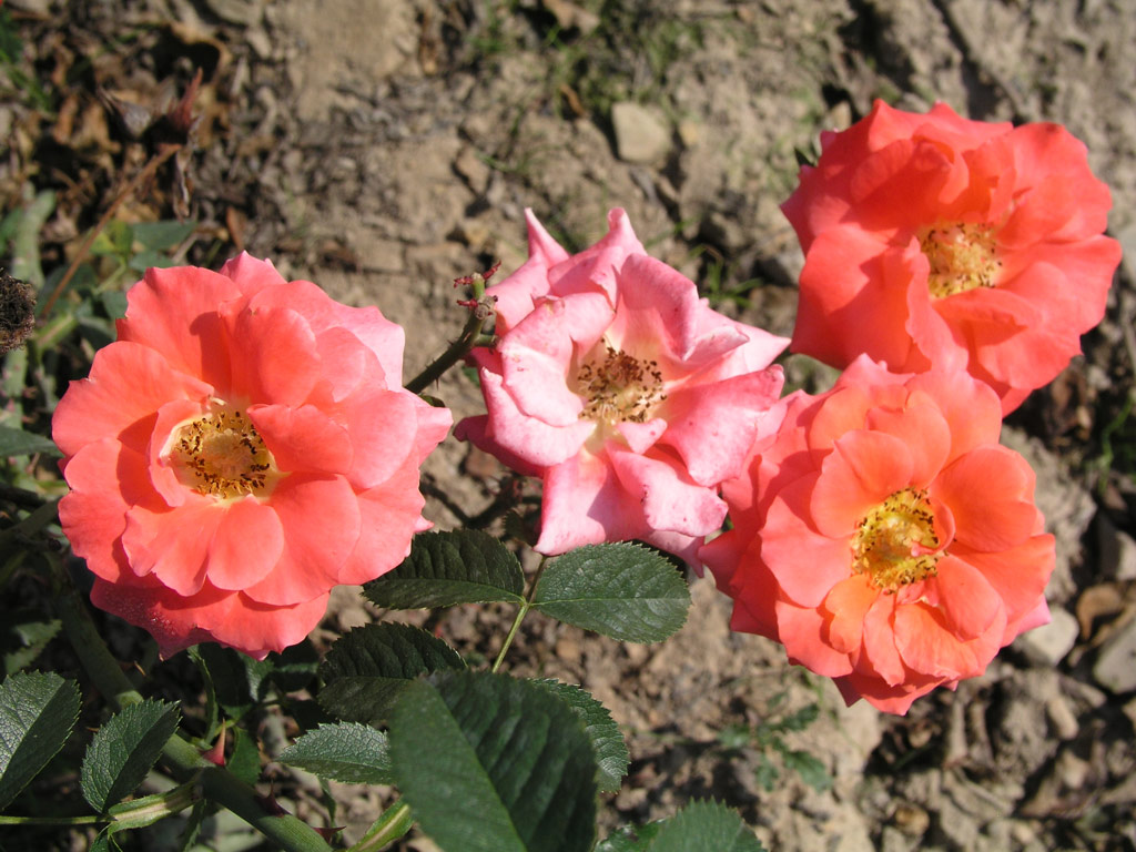 růže Orange Garnette