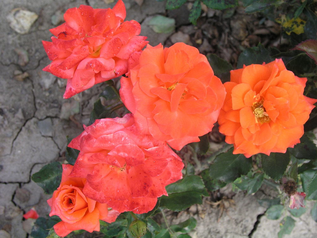 růže Orange Garnette