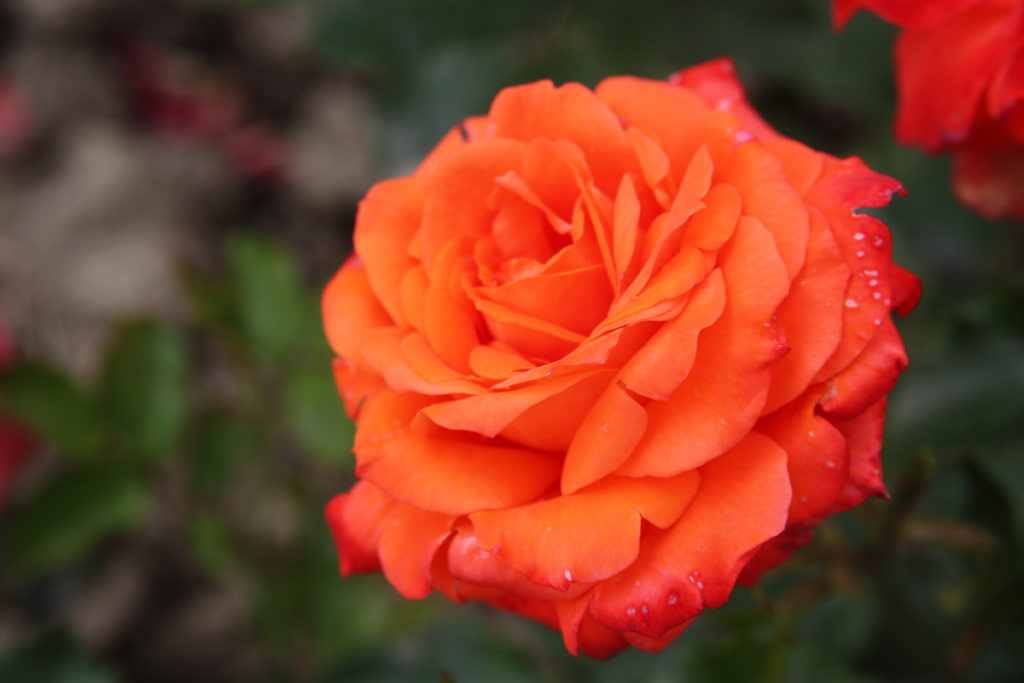 růže Orange Garnette