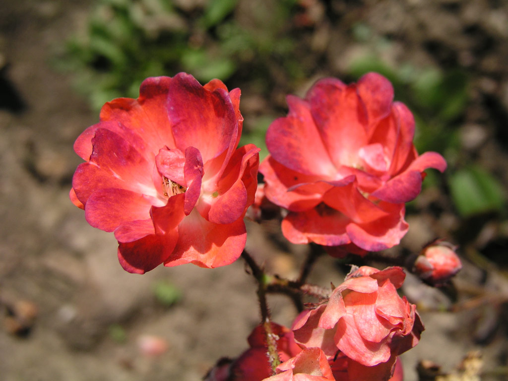 růže Orange Perfection