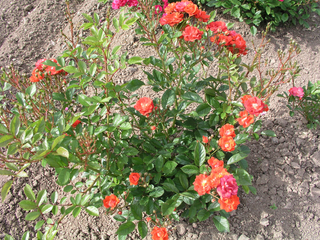 růže Orange Perfection