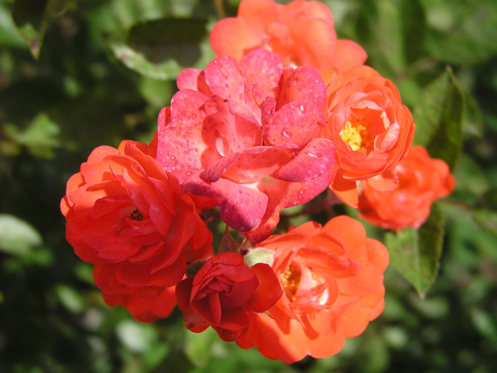 růže Orange Perfection