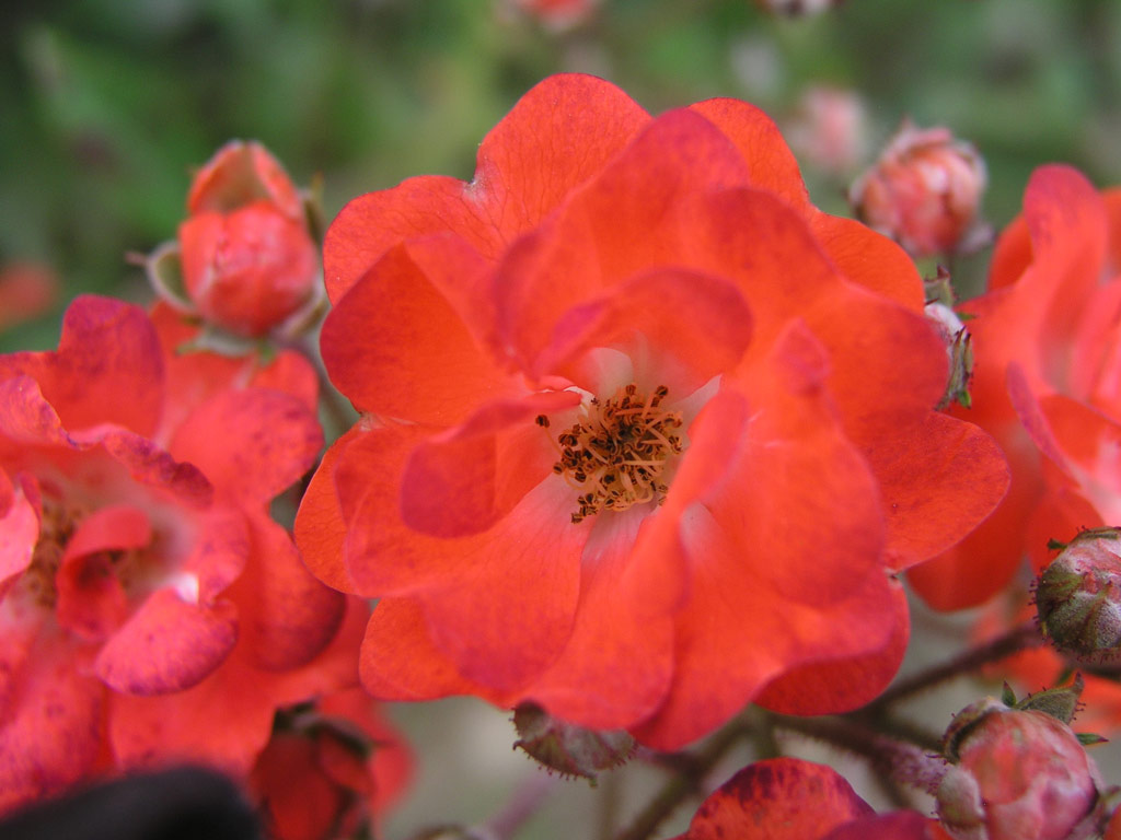 růže Orange Perfection