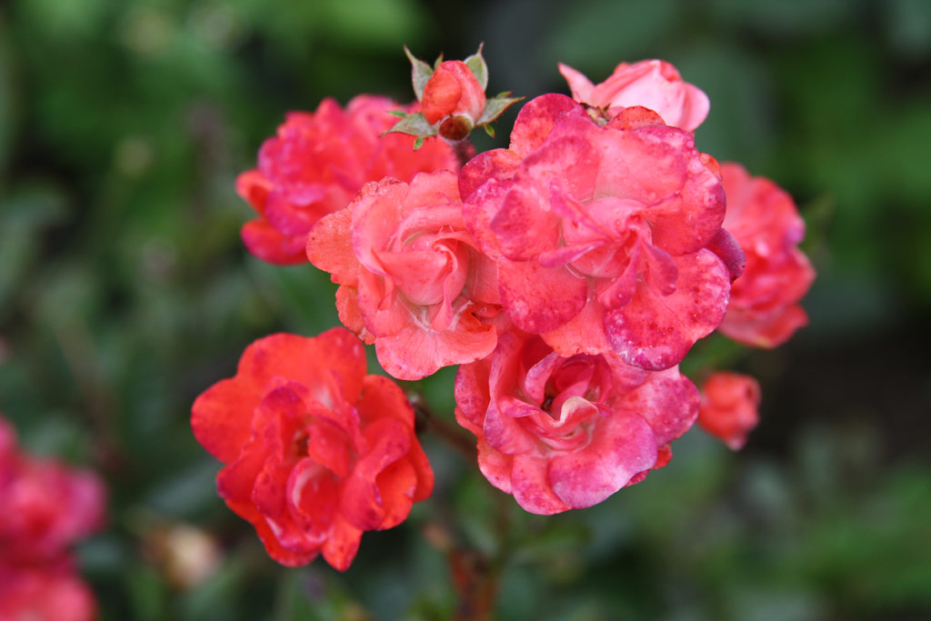 růže Orange Perfection