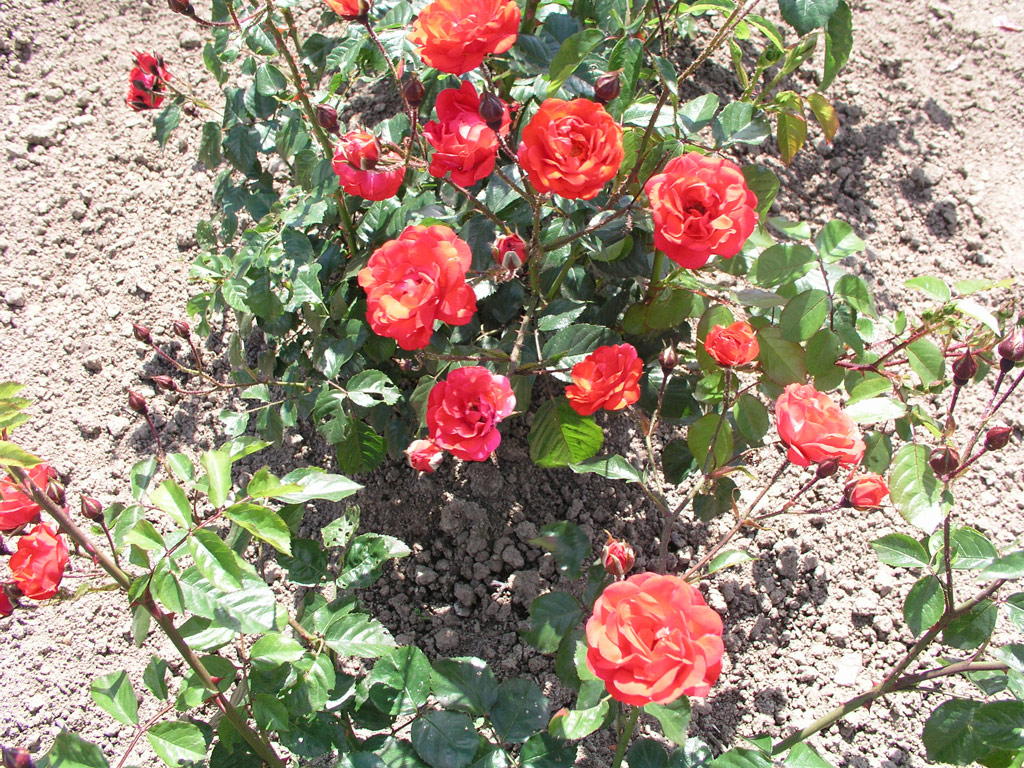 růže Orange Triumph