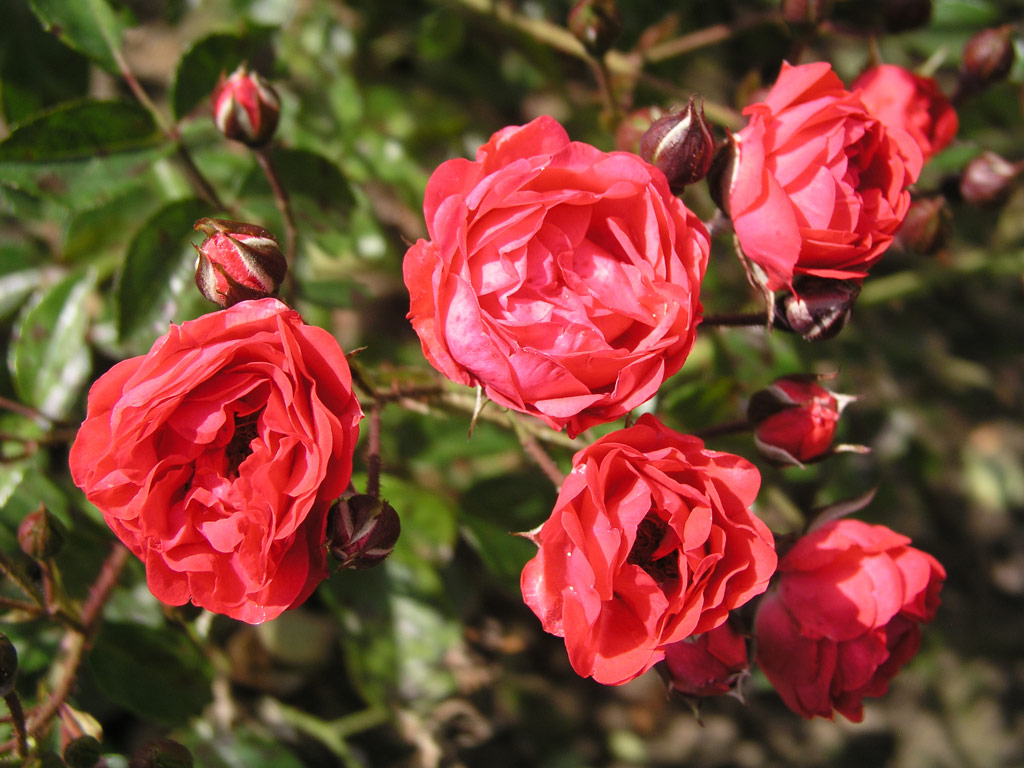 růže Orange Triumph