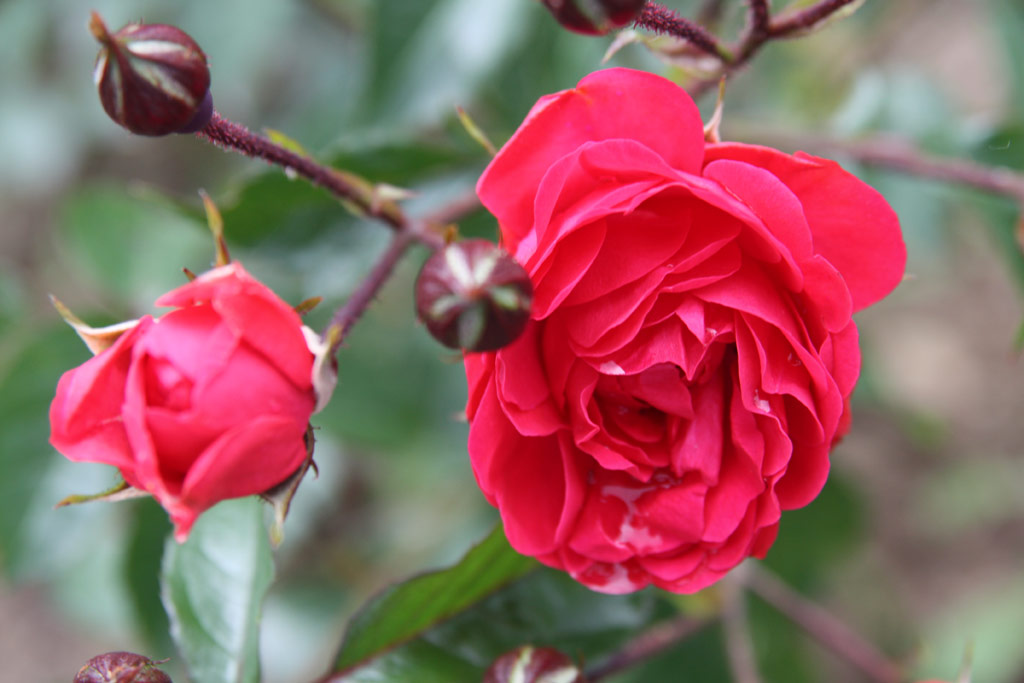 růže Orange Triumph