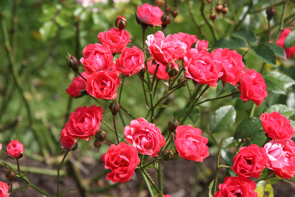 růže Orange Triumph