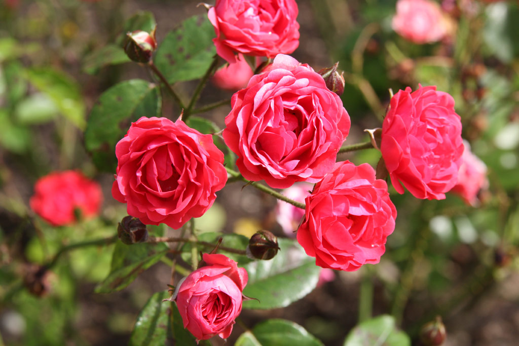 růže Orange Triumph