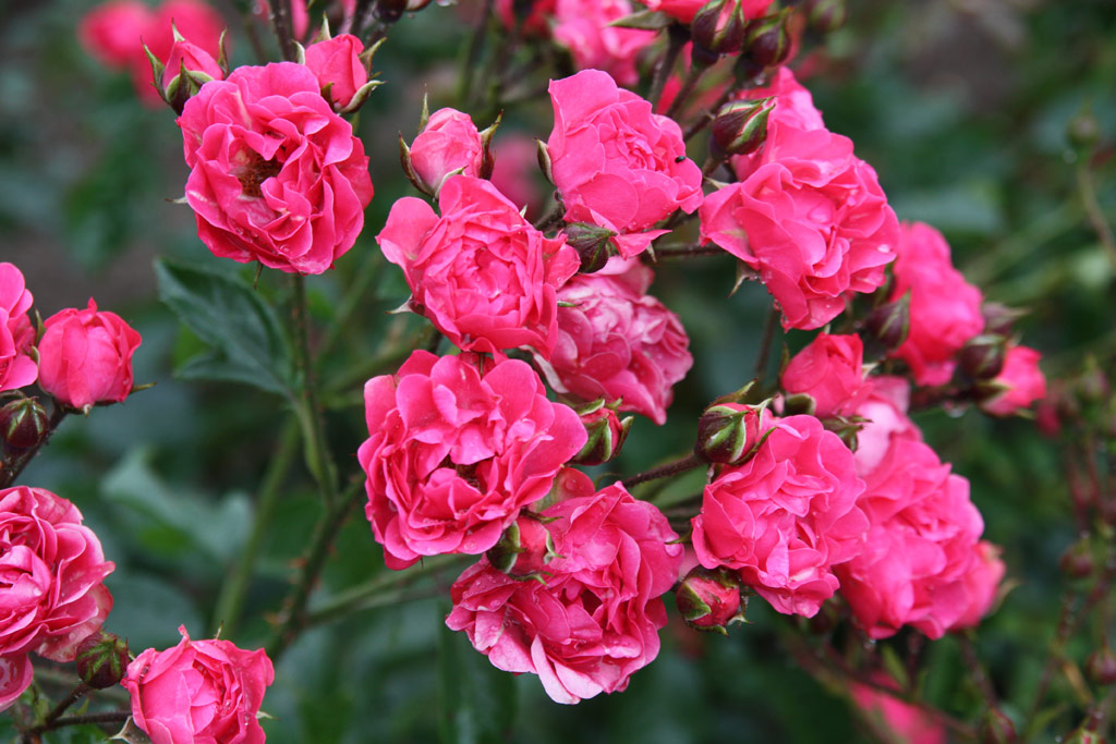 růže Orange Triumph