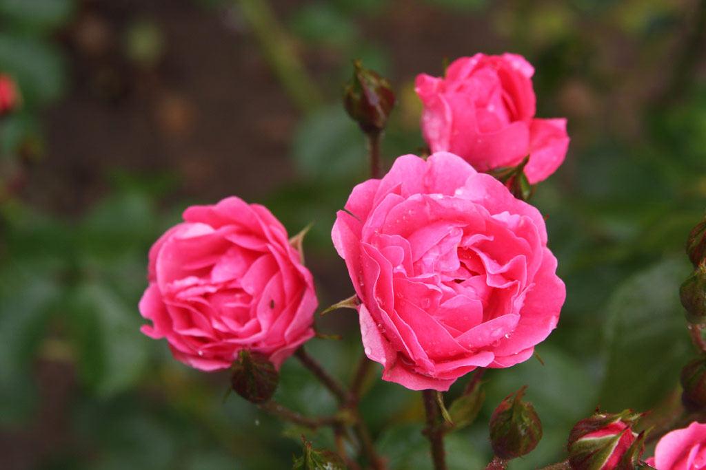 růže Orange Triumph