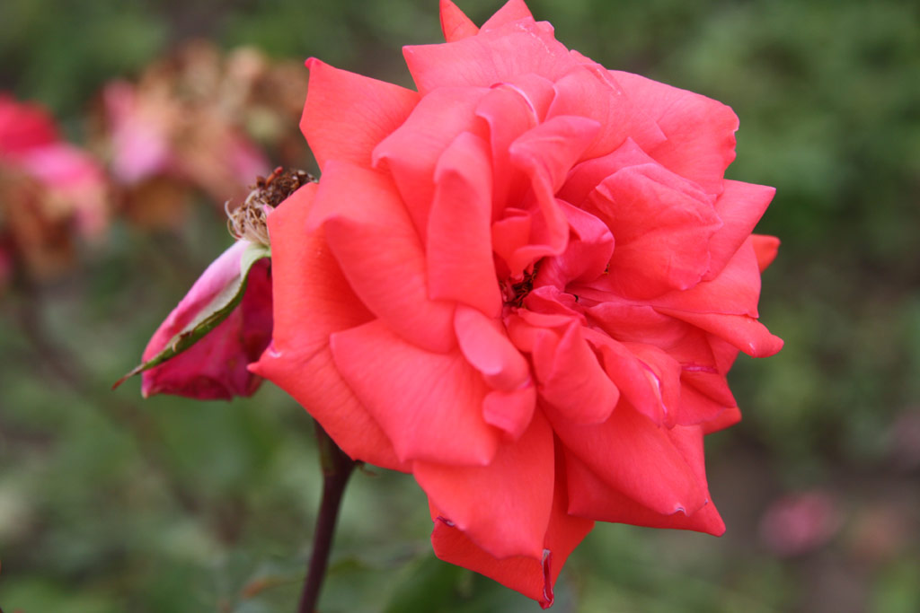 růže Orbn Balzs Emlke