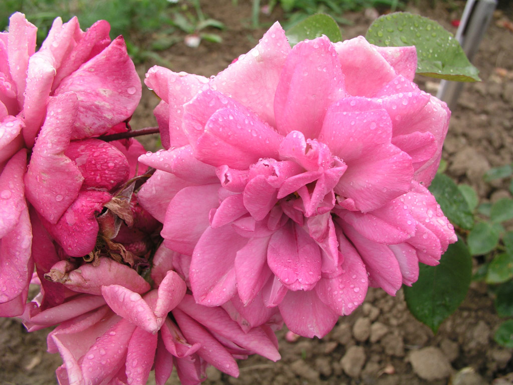 růže Orchid Masterpiece