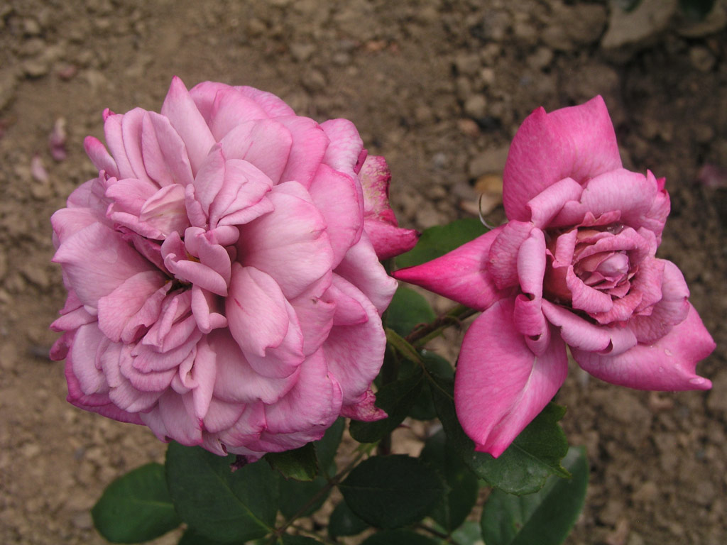 růže Orchid Masterpiece