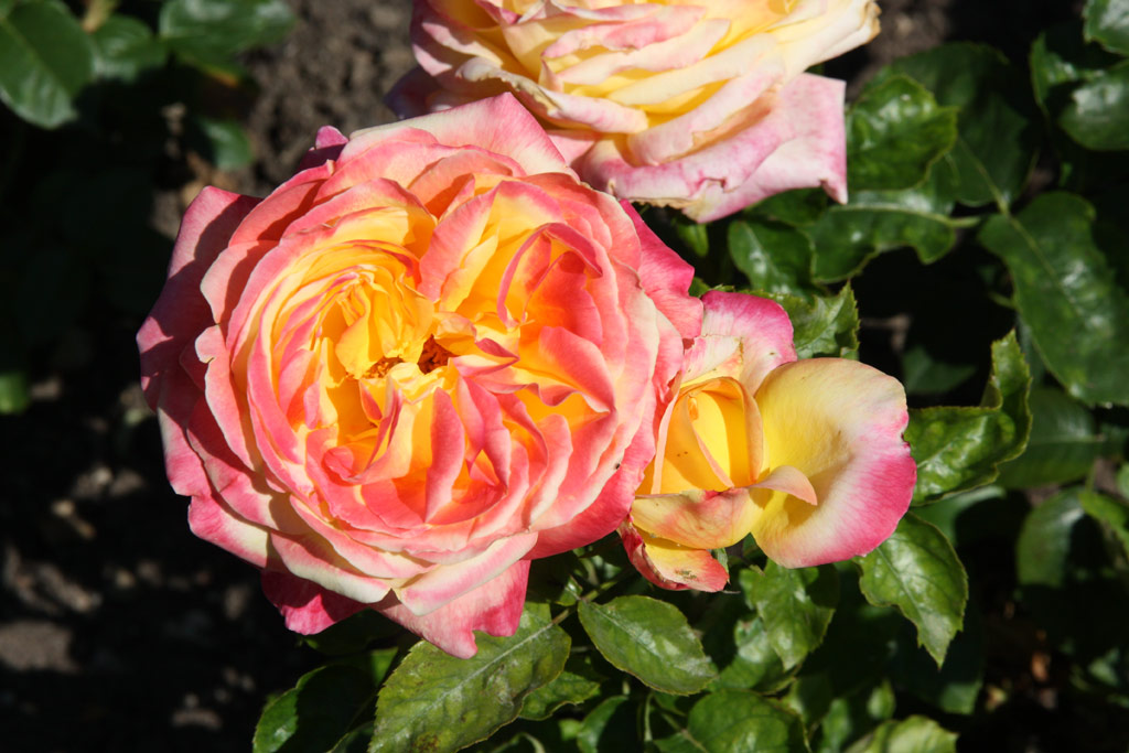 růže Orient Express