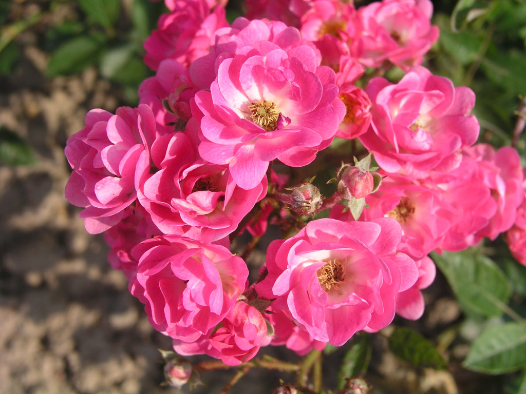 růže Orleans The Simmgen