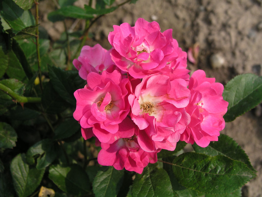 růže Orleans The Simmgen