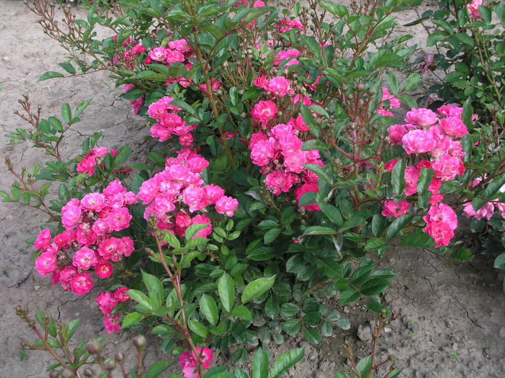 růže Orleans The Simmgen