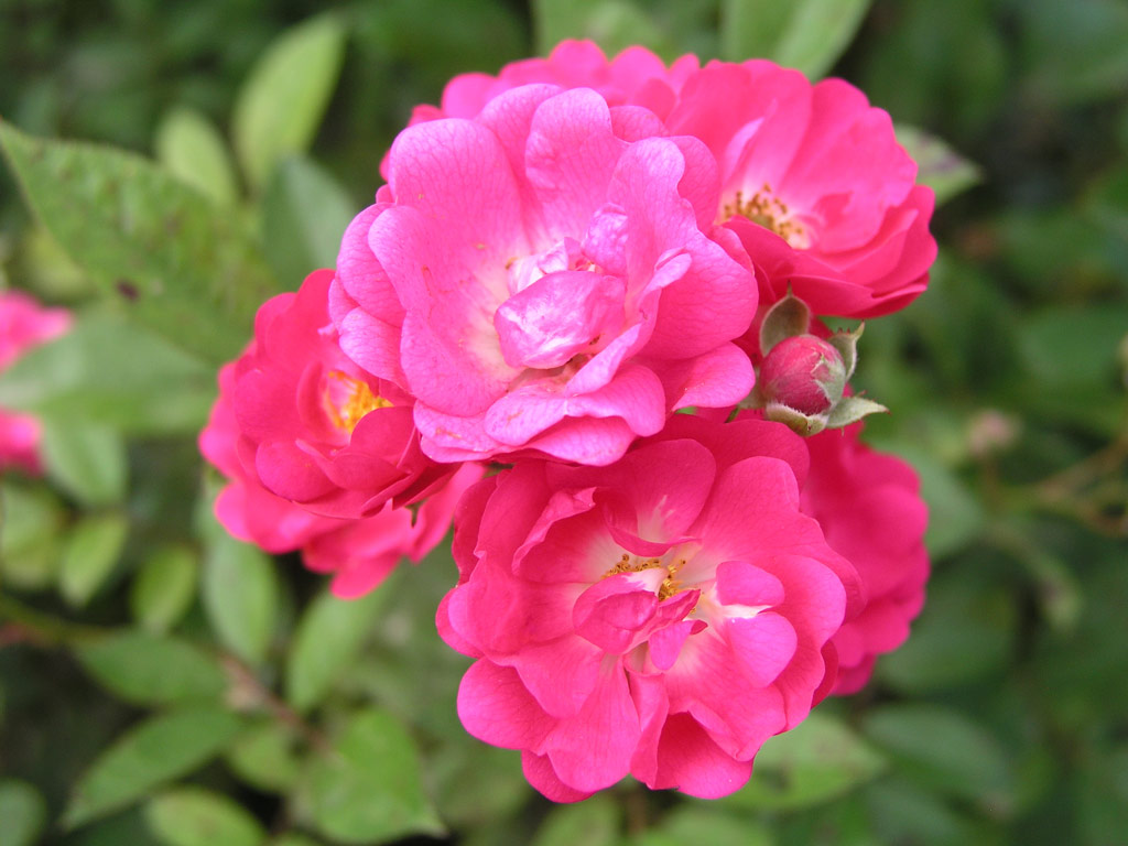 růže Orleans The Simmgen