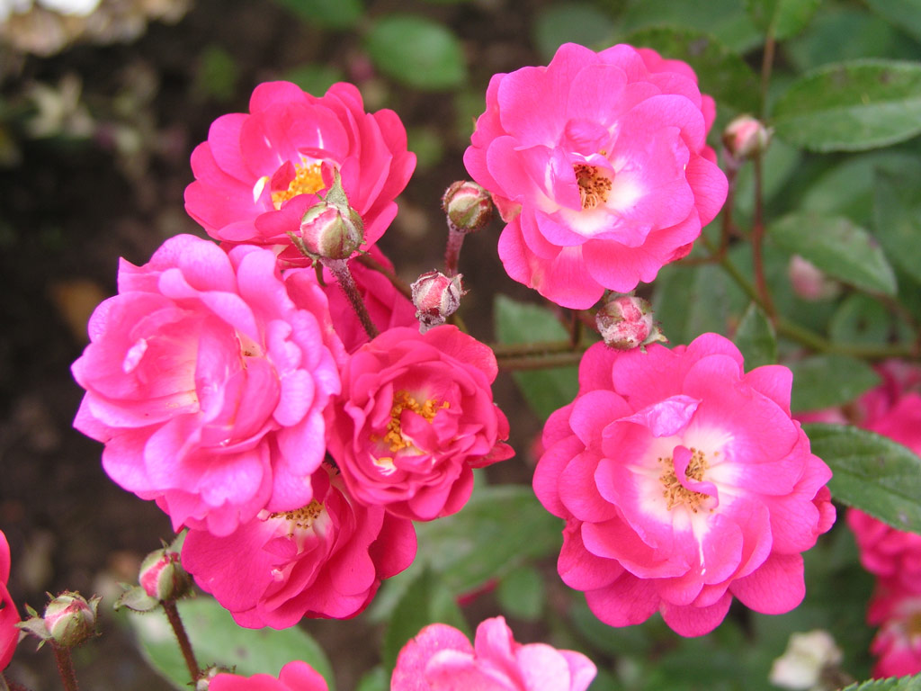 růže Orleans The Simmgen