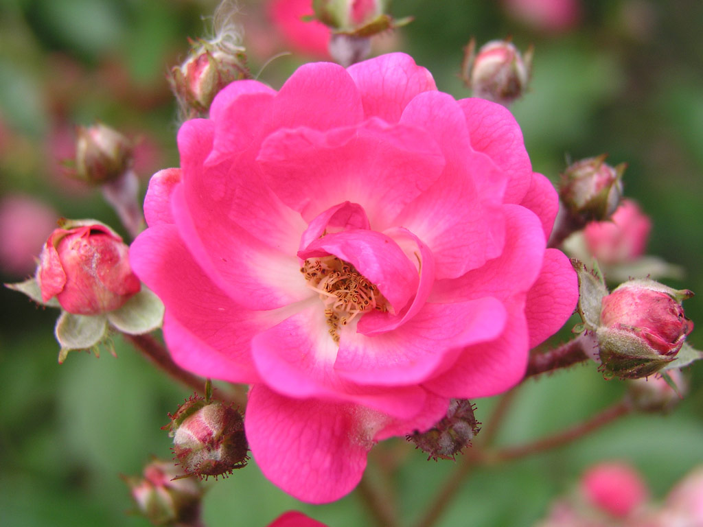 růže Orleans The Simmgen