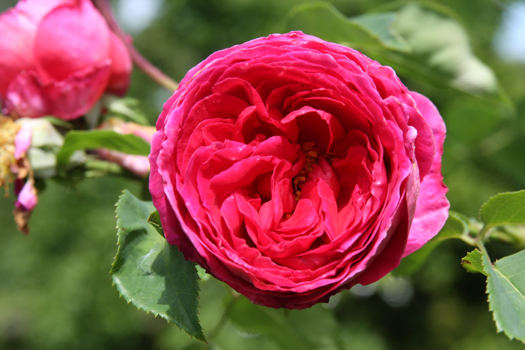 růže Othello
