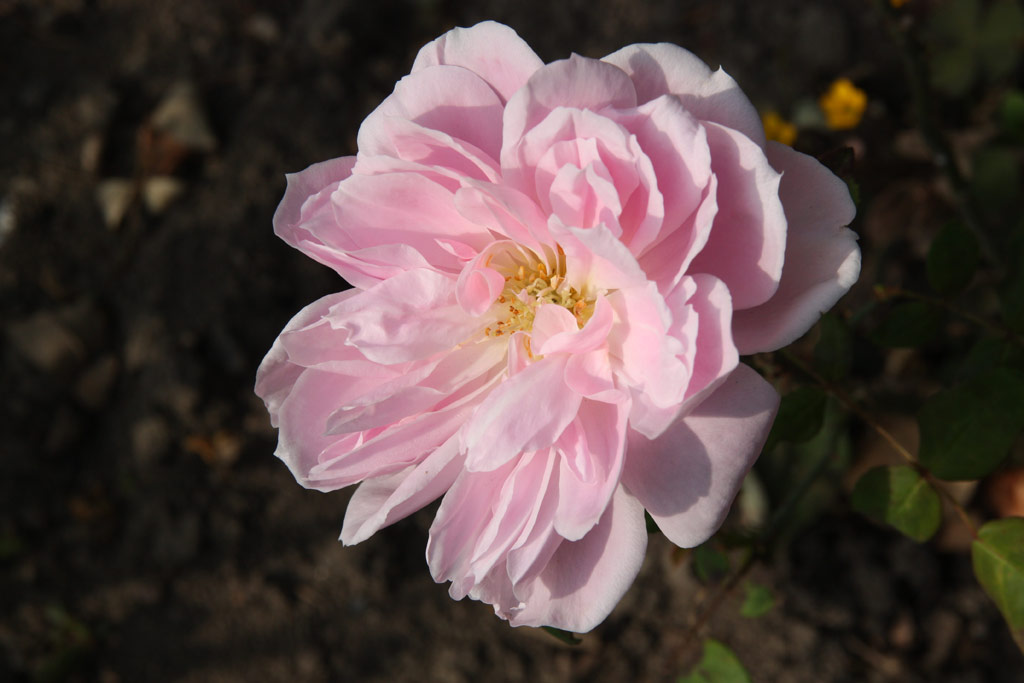 růže Pamtnk Krle Ji?ho