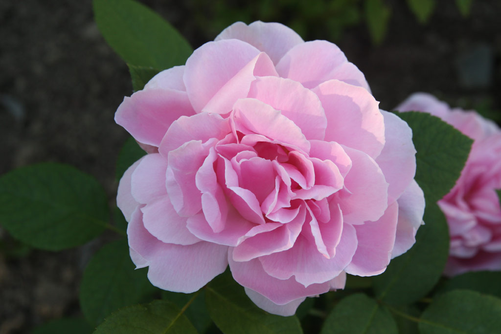 růže Pamtnk Krle Ji?ho