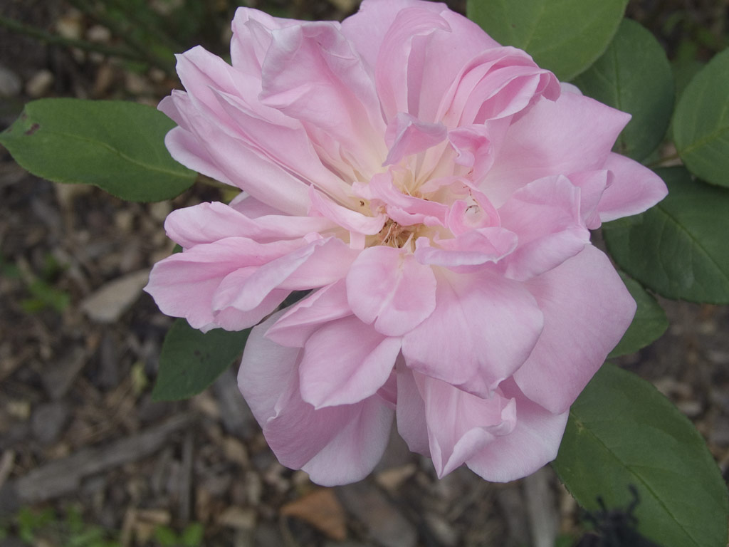 růže Pamtnk Krle Ji?ho