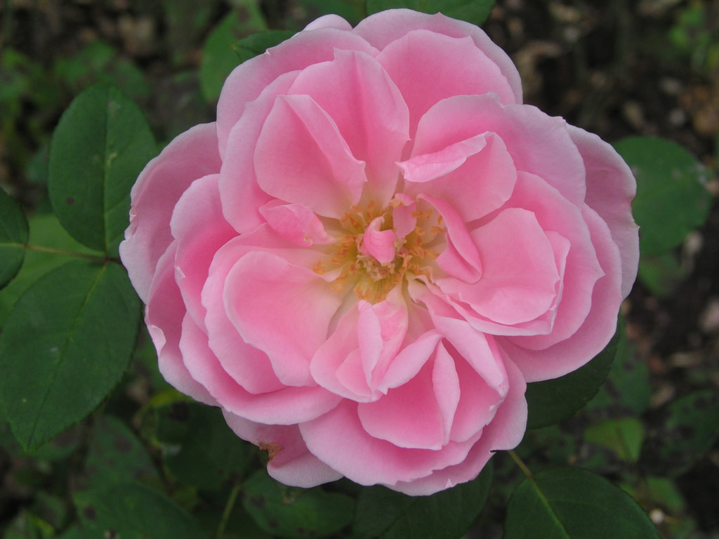 růže Pamtnk Krle Ji?ho