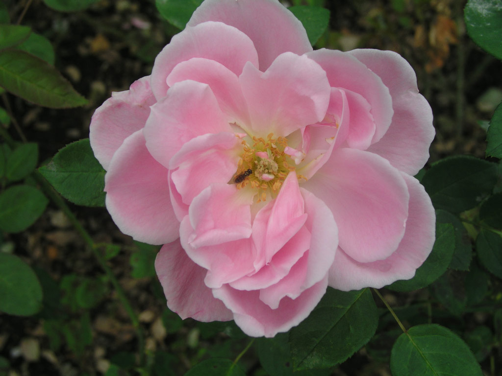 růže Pamtnk Krle Ji?ho