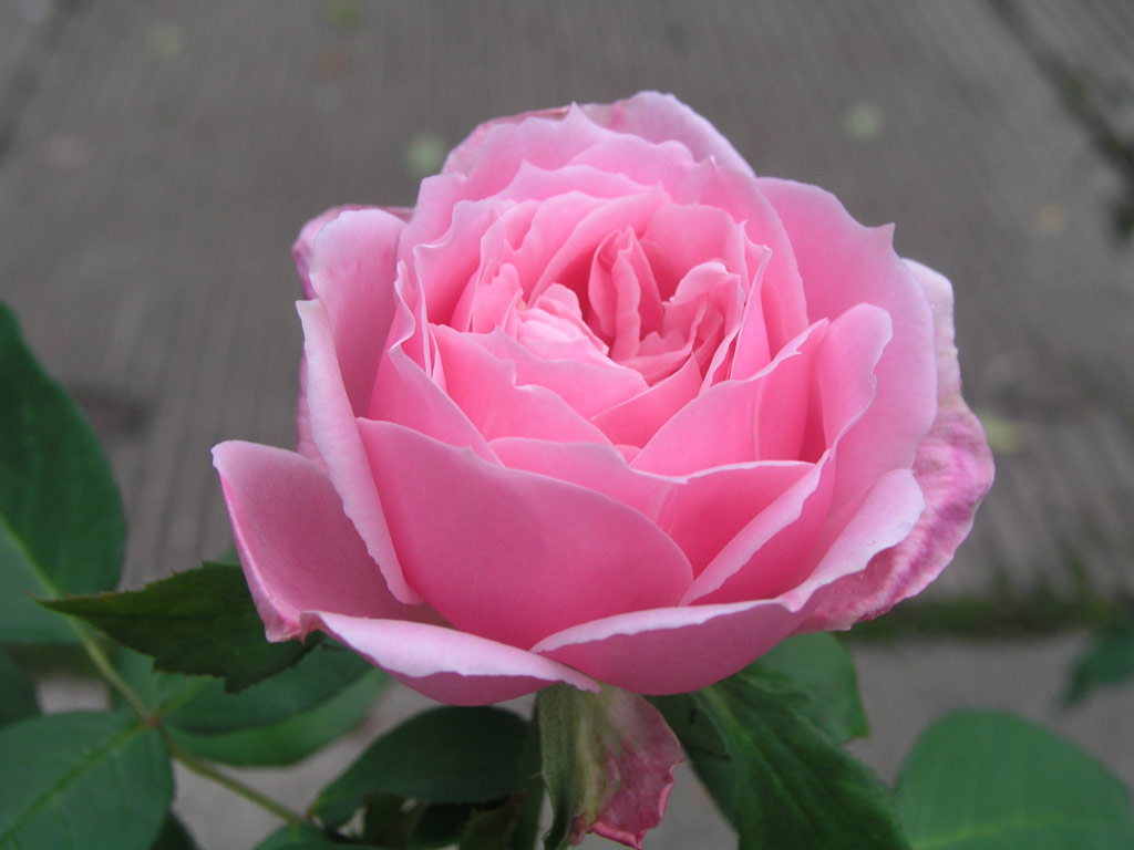 růže Pamtnk Krle Ji?ho