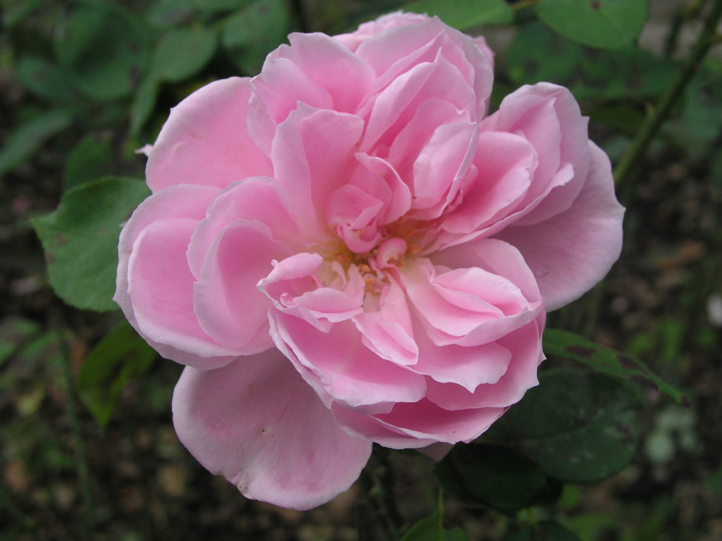 růže Pamtnk Krle Ji?ho