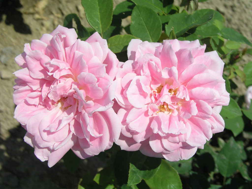 růže Pamtnk Krle Ji?ho