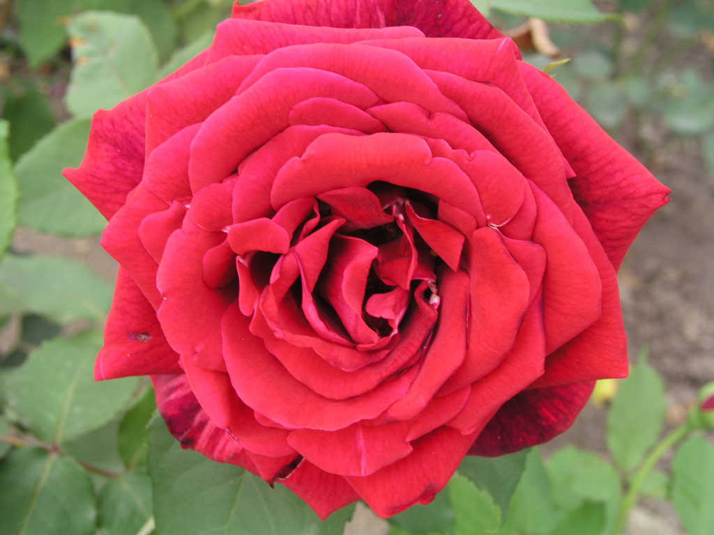 růže Papa Meilland